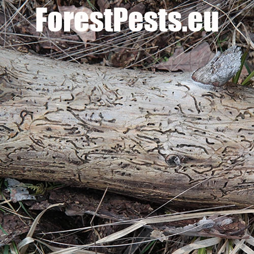 Požerok hlboko zarezaný. Foto : M.Zúbrik