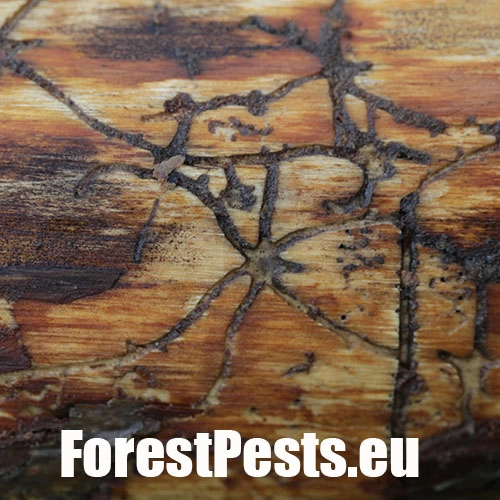 Požerok hlboko zarezaný. Foto : M.Zúbrik