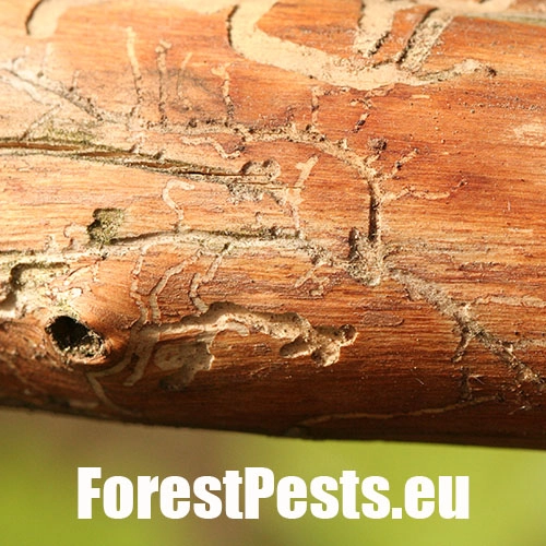 Požerok hlboko zarezaný. Foto : M.Zúbrik