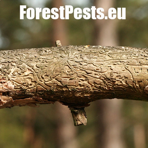 Požerky. Foto : M.Zúbrik