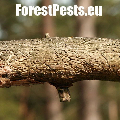 Požerky. Foto : M.Zúbrik