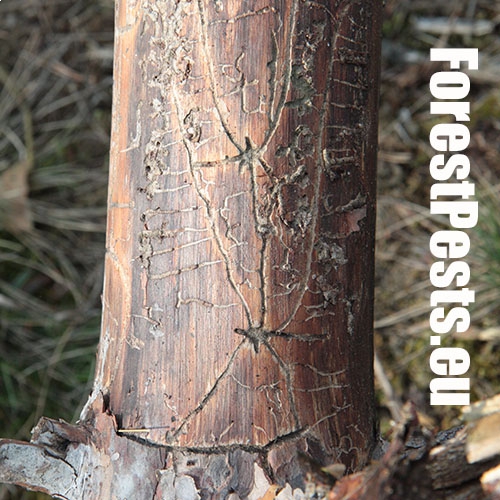 Požerok hlboko zarezaný. Foto : M.Zúbrik