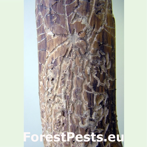 Larvové chodby zarezané v dreve, často aspoň z časti vyplnené drvinou. Foto: M. Zúbrik