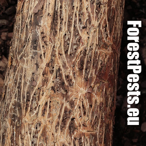 Lykožr&uacute;t vrcholcov&yacute; 