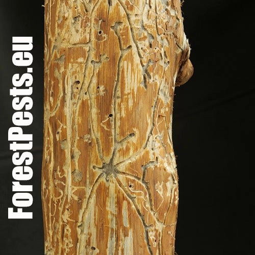 Lykožr&uacute;t vrcholcov&yacute; 