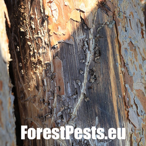 Lykožr&uacute;t vrcholcov&yacute; 