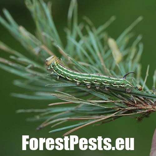 Ly&scaron;aj borovicov&yacute;