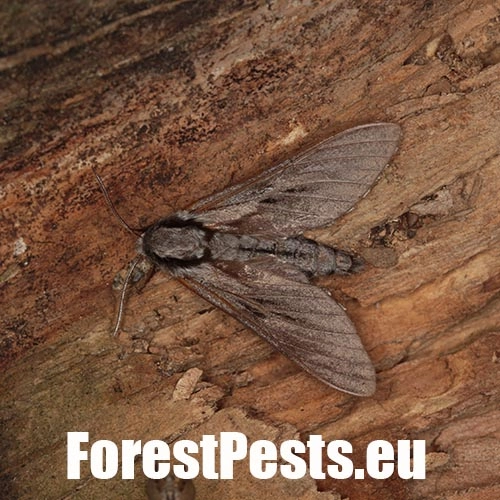 Ly&scaron;aj borovicov&yacute;