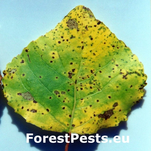 Marson&iacute;na topoľov&aacute;