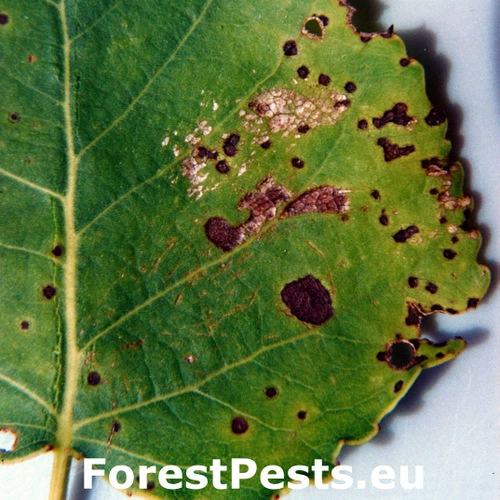 Marson&iacute;na topoľov&aacute;