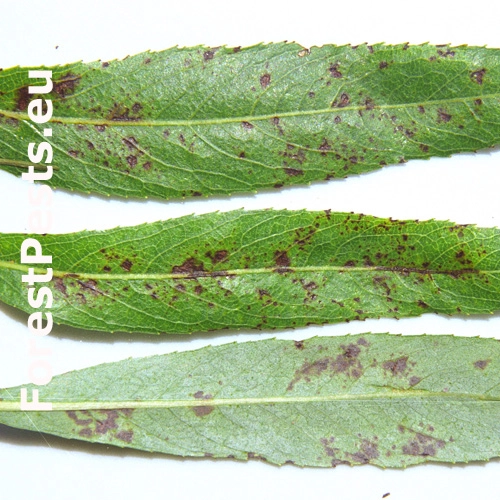 Marson&iacute;na vŕbov&aacute;