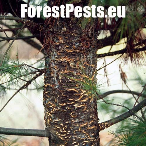 Mech&uacute;rnatka vejmutovkov&aacute;