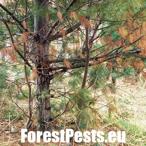 Mech&uacute;rnatka vejmutovkov&aacute;