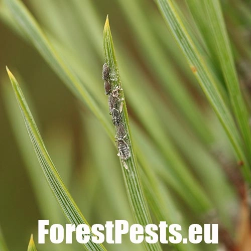 Medovnica Schizolachnus pineti