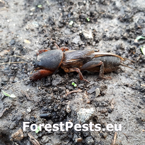 Medved&iacute;k obyčajn&yacute;