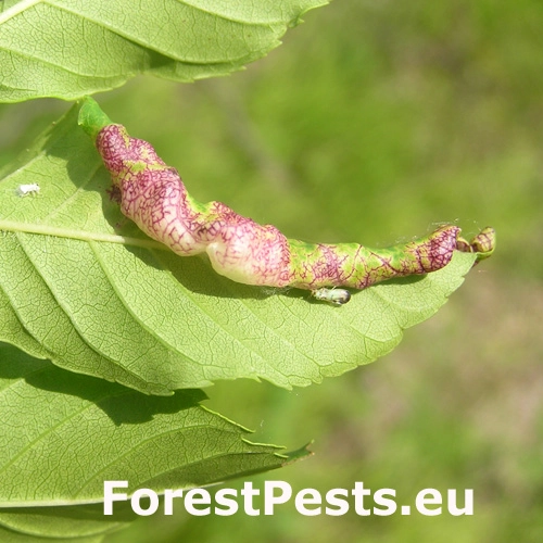 M&eacute;ra jaseňov&aacute;  