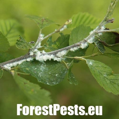 M&eacute;ra jel&scaron;ov&aacute;