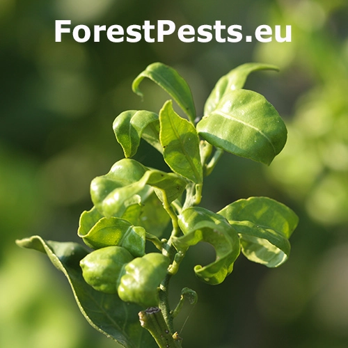 M&eacute;ra kru&scaron;p&aacute;nov&aacute;