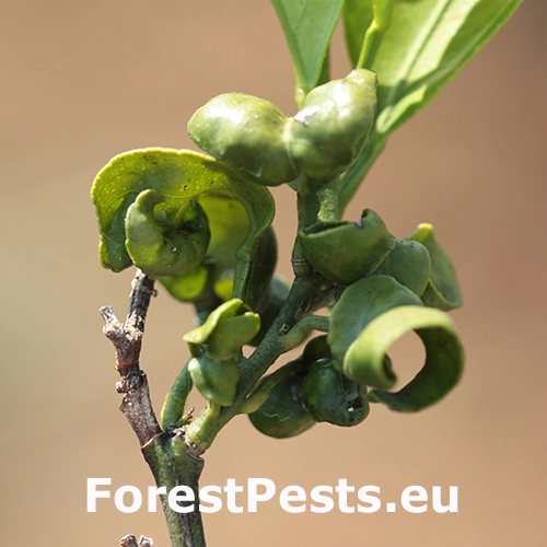 M&eacute;ra kru&scaron;p&aacute;nov&aacute;