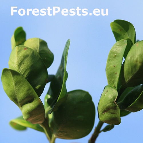 M&eacute;ra kru&scaron;p&aacute;nov&aacute;