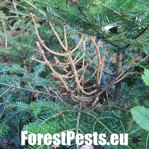 Metlovka jedľov&aacute;