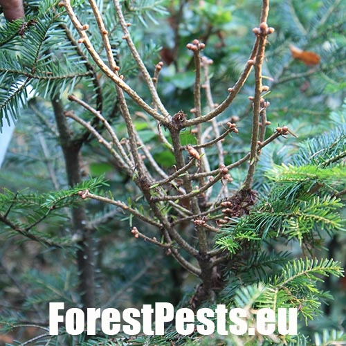 Metlovka jedľov&aacute;