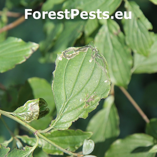 M&iacute;nerka drieňov&aacute;