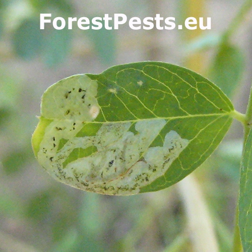 M&iacute;nerka Liriomyza congesta