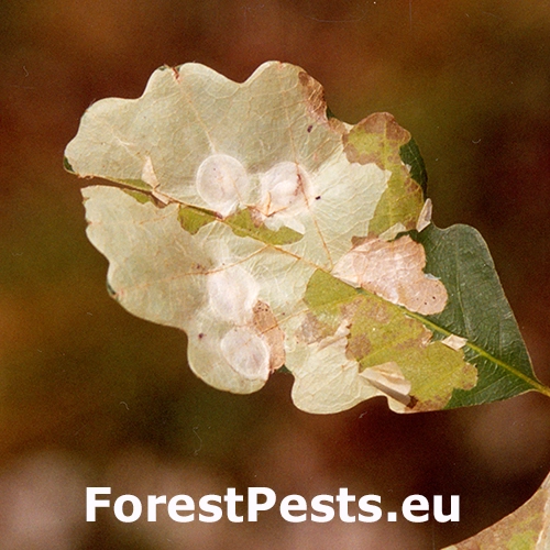 M&iacute;novn&iacute;k dubov&yacute;