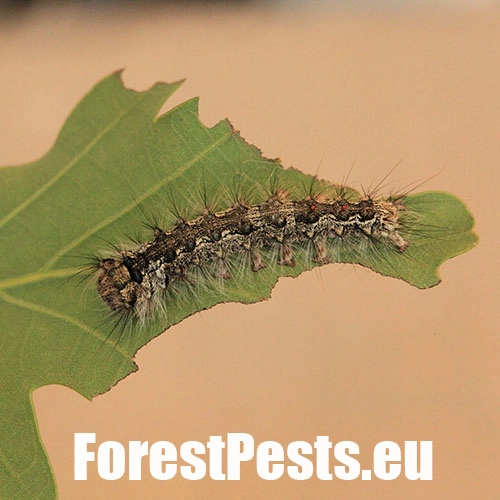 Mn&iacute;&scaron;ka obyčajn&aacute; 