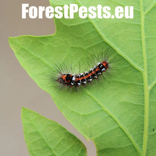 Mn&iacute;&scaron;ka pižmov&aacute; 