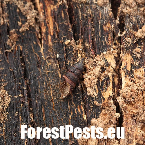 Mn&iacute;&scaron;ka veľkohlav&aacute;