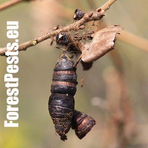 Mn&iacute;&scaron;ka veľkohlav&aacute;