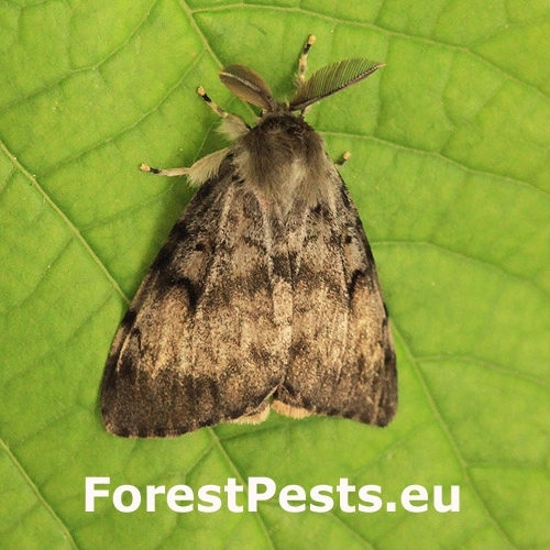 Mn&iacute;&scaron;ka veľkohlav&aacute;