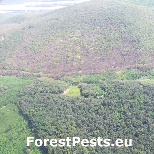 Mn&iacute;&scaron;ka veľkohlav&aacute;