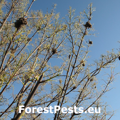 Mn&iacute;&scaron;ka zlatoritka