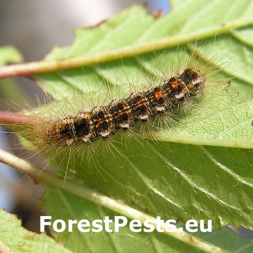 Mn&iacute;&scaron;ka zlatoritka