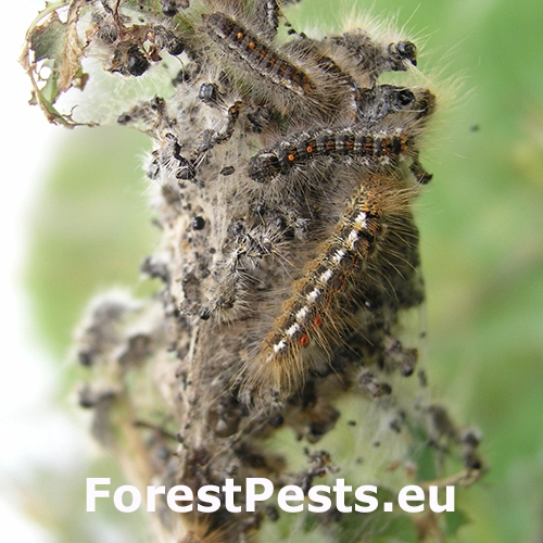 Mn&iacute;&scaron;ka zlatoritka