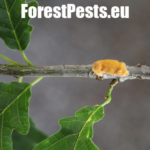 Mn&iacute;&scaron;ka zlatoritka