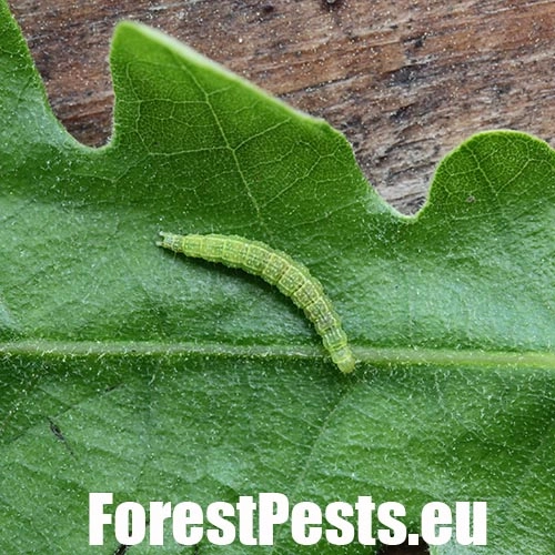 Molička topoľov&aacute;