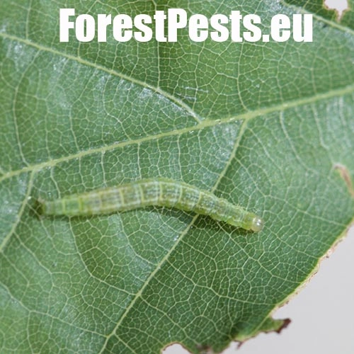 Molička topoľov&aacute;