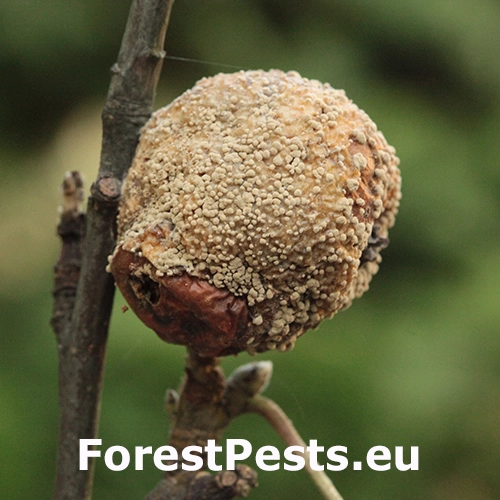 Mon&iacute;liov&aacute; hniloba jadrov&iacute;n