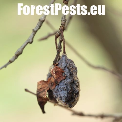 Monili&oacute;za k&ocirc;stkov&iacute;n