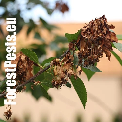 Monili&oacute;za k&ocirc;stkov&iacute;n