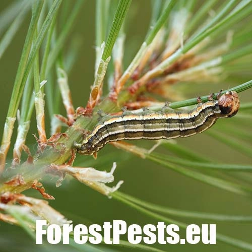 Mora borovicov&aacute;