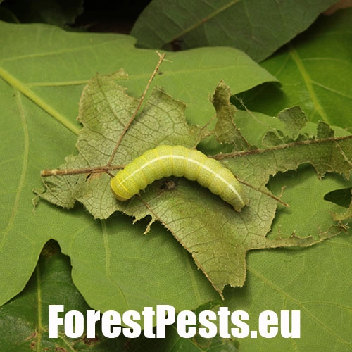 Mora dubinov&aacute;