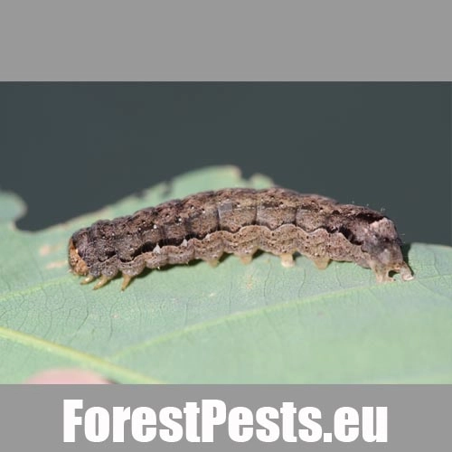 Mora h&aacute;jov&aacute;