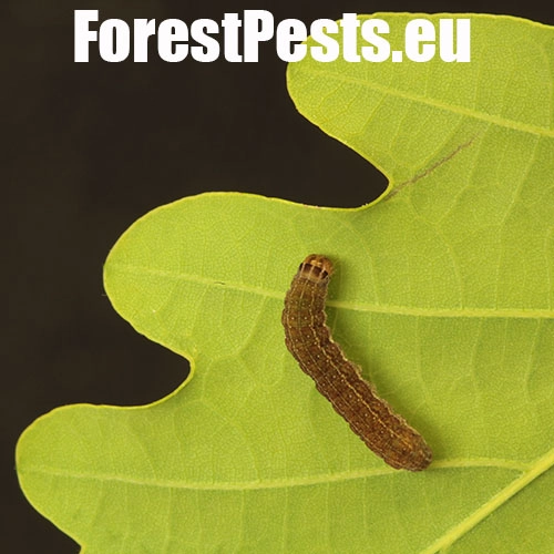 Mora mnohotv&aacute;rna