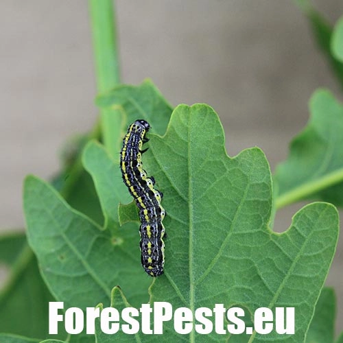 Mora Orthosia miniosa
