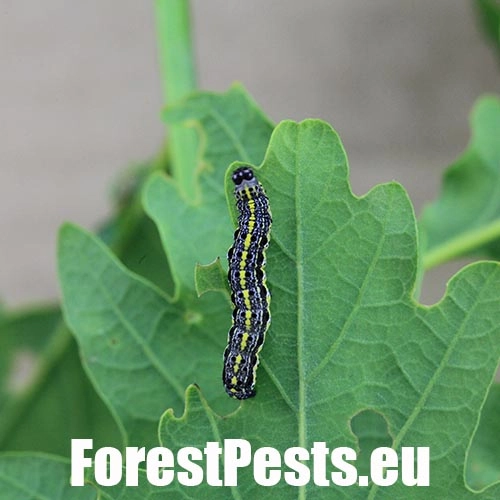 Mora Orthosia miniosa
